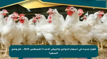 قفزة جديدة في أسعار الدواجن والبيض الأحد 3 أغسطس 2025.. كم وصل السعر؟